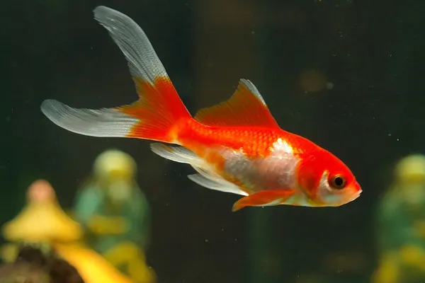 Roter Fisch schwimmt in Aquarium