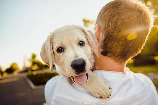 Hund auf dem Arm